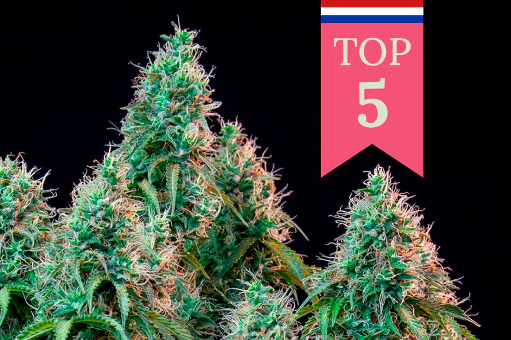 Top 5 Popular Cannabis Strains In The Netherlands