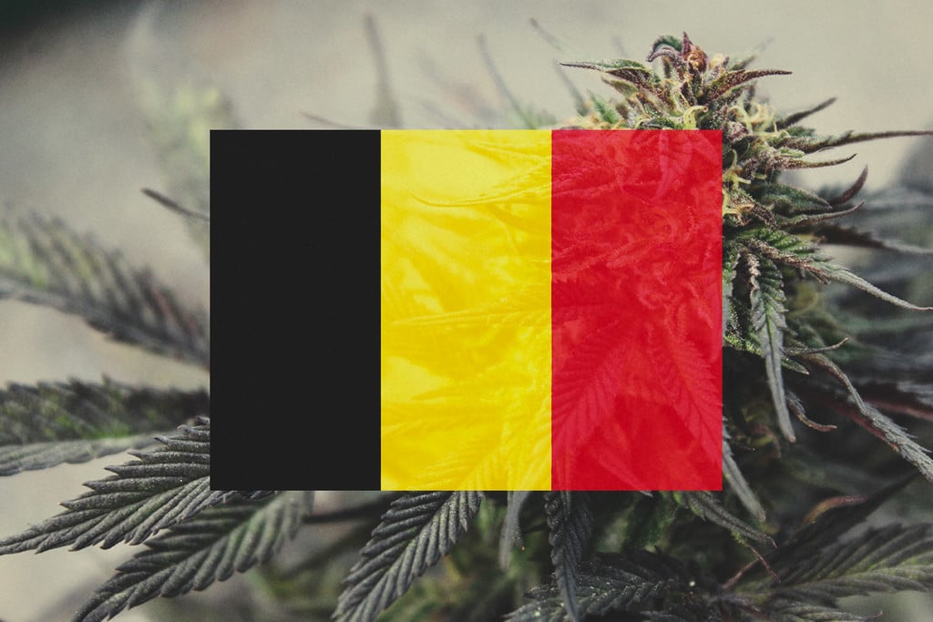 Growing Cannabis Outdoors In Belgium: Month-By-Month Guide 