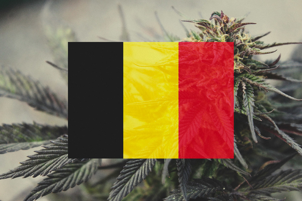 Growing Cannabis Outdoors In Belgium: Month-By-Month Guide