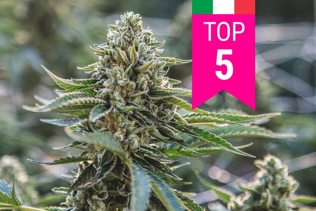Top 5 Most Popular Cannabis Strains In Italy