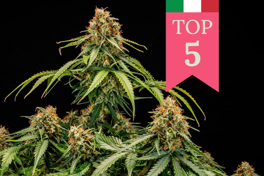 Top 5 Popular Weed Strains in Italy