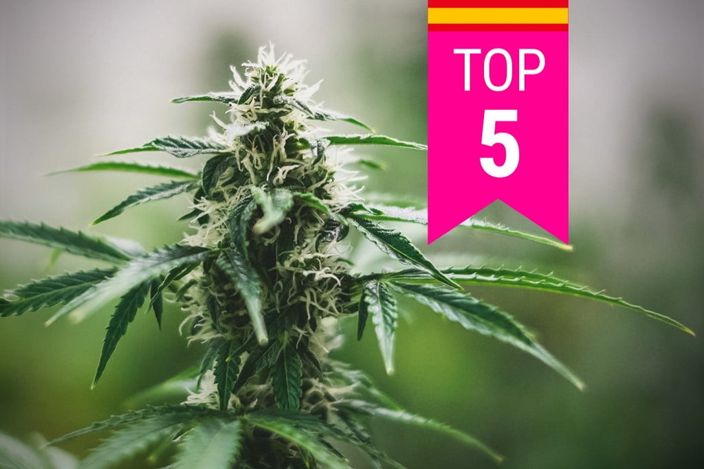 Top 5 Most Popular Weed Strains in Spain