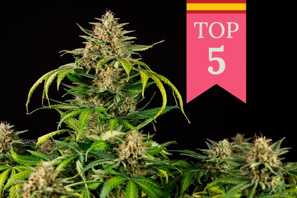 Top 5 Most Popular Weed Strains in Spain