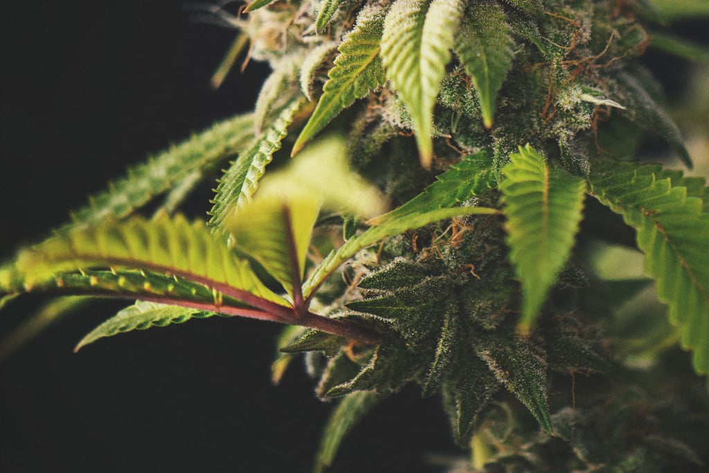 Should You Worry About Purple Or Red Cannabis Stems?
