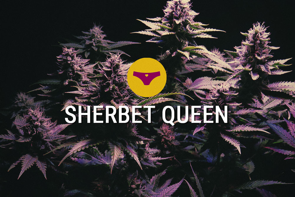 Sherbet Queen: Luscious Indica With Insane Potency Strain
