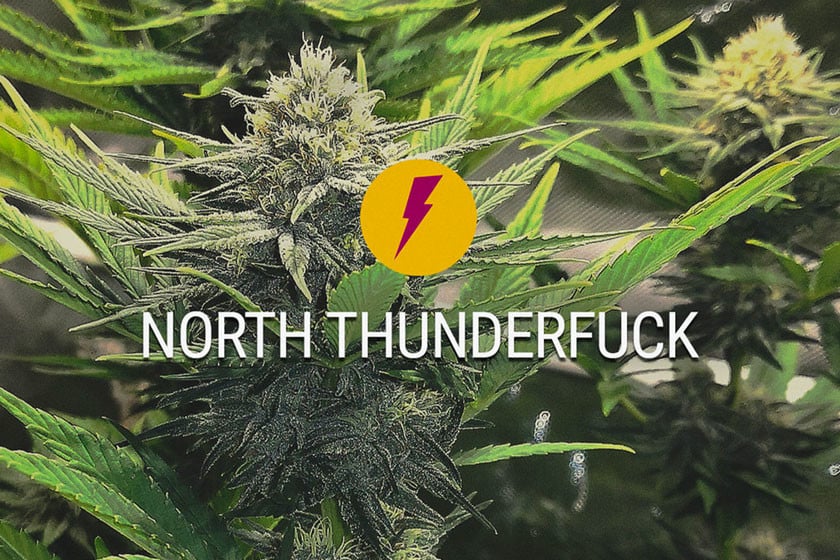 North Thunderfuck: New And Improved Version Of MTF
