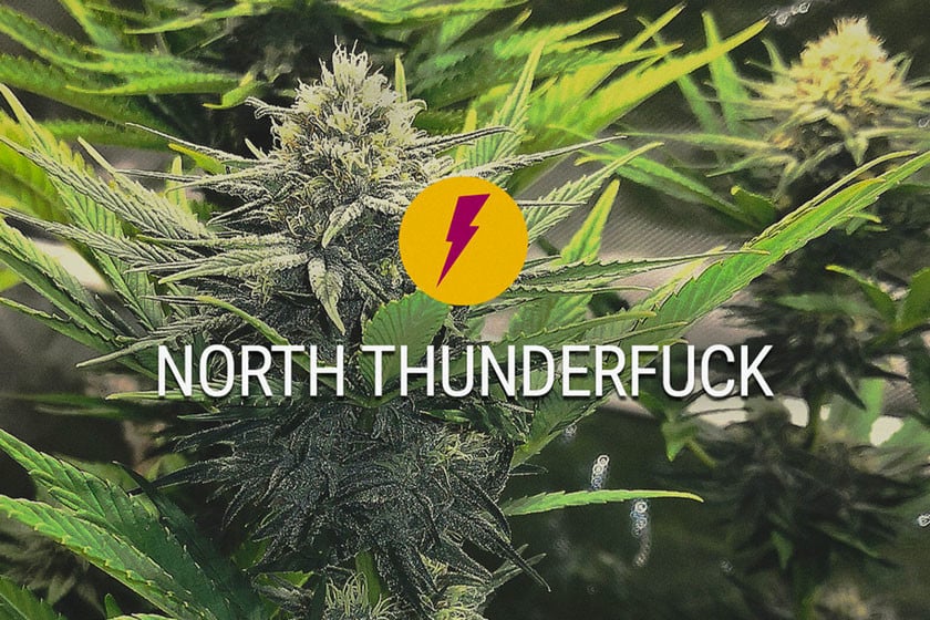 North Thunderfuck Strain: New And Improved Version Of MTF Strain