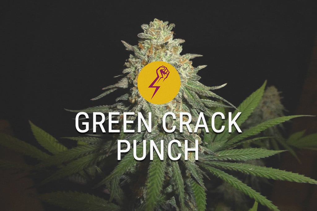 Green Crack Punch: A New Spin On Classic US Genetics