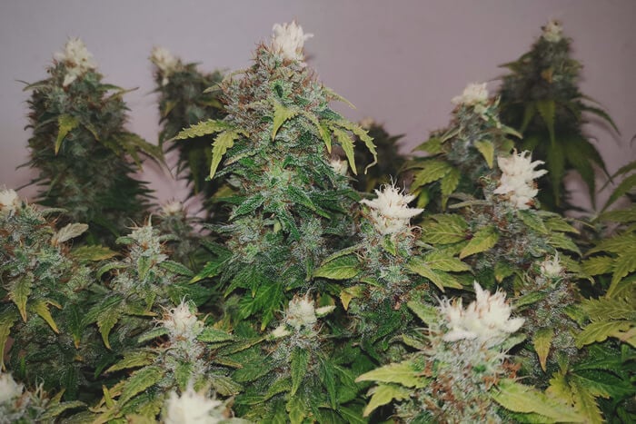 Find Out Why White-Tipped Buds Could Mean More Trichomes