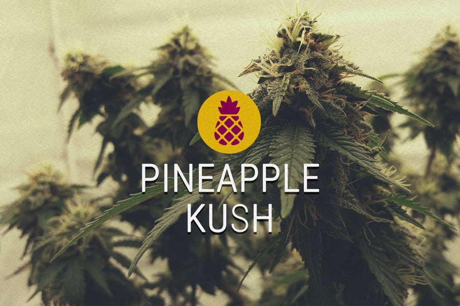 Pineapple Kush Feminized Cannabis Strain