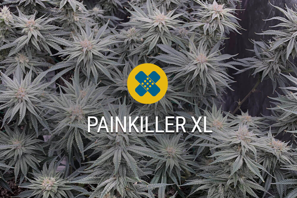 Painkiller XL Strain Review