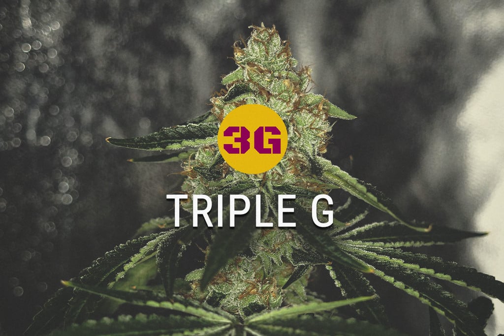 Triple G Strain: Gorilla Glue Meets Gelato 33