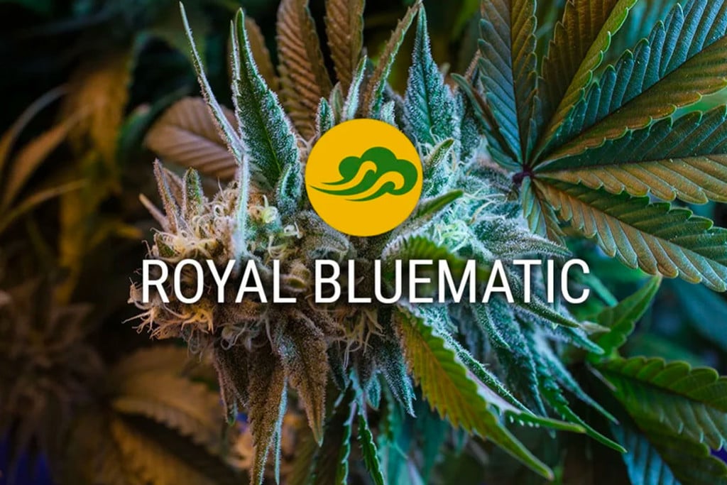 Royal Bluematic Autoflowering Cannabis Seeds