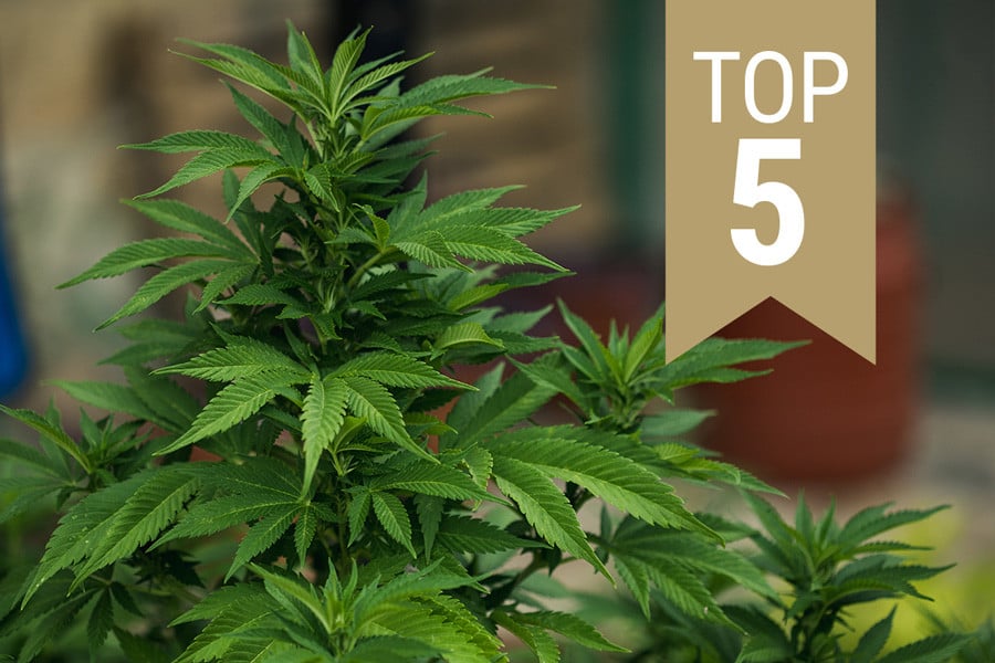 Top 5 regular strains