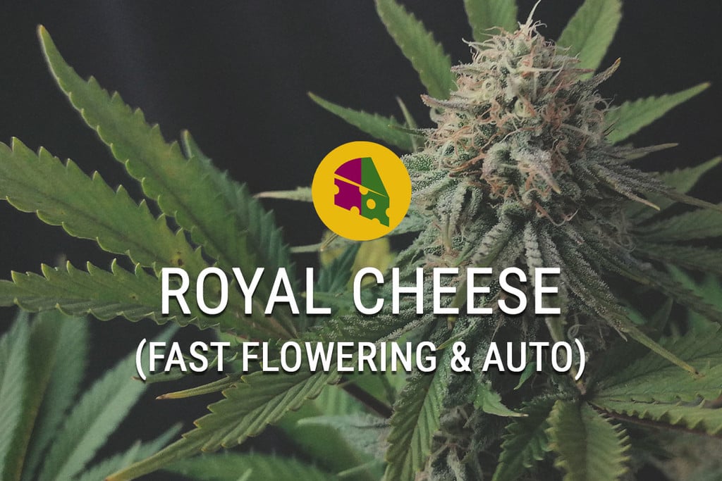 Royal Cheese Fast Flowering Strain: Delivers Cheesy Buds In No Time