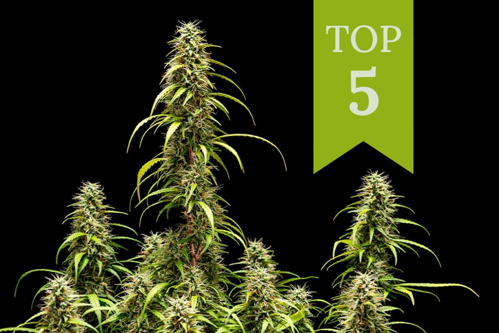 Top 5 Autoflowering Cannabis Seeds for Indoor Growing