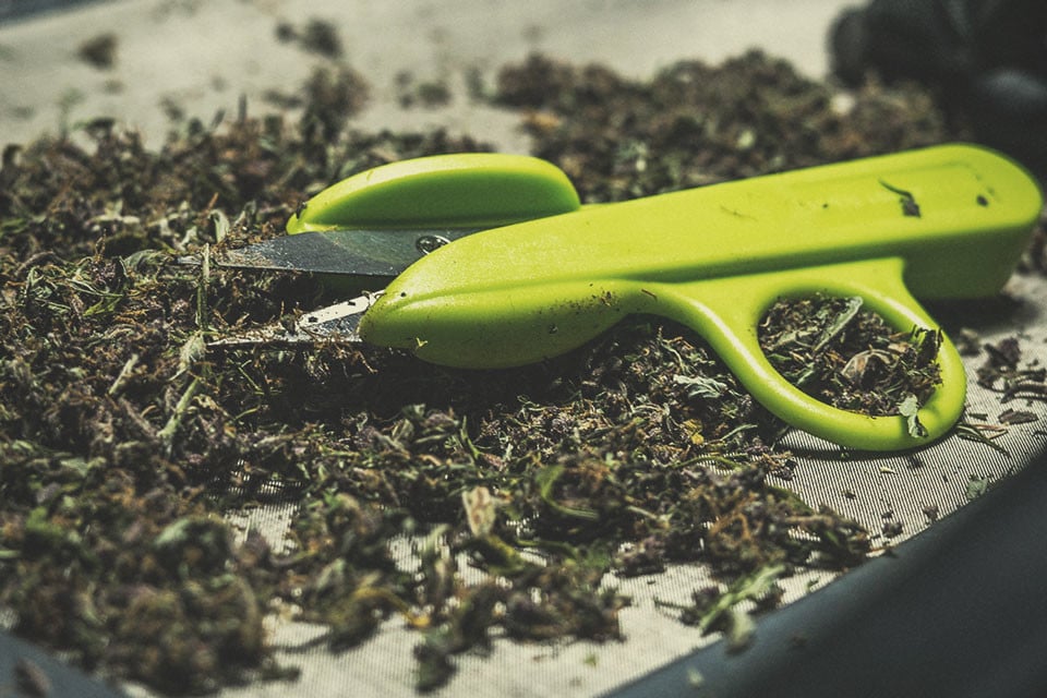 What's the Best Way To Clean Bud Trimming Scissors?