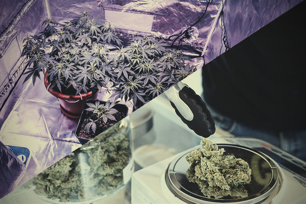 Growing Your Own Weed vs Coffeeshop Weed: Which Is Better?