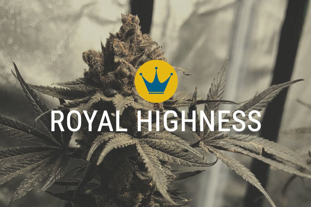Royal Highness: CBD and THC in Harmony
