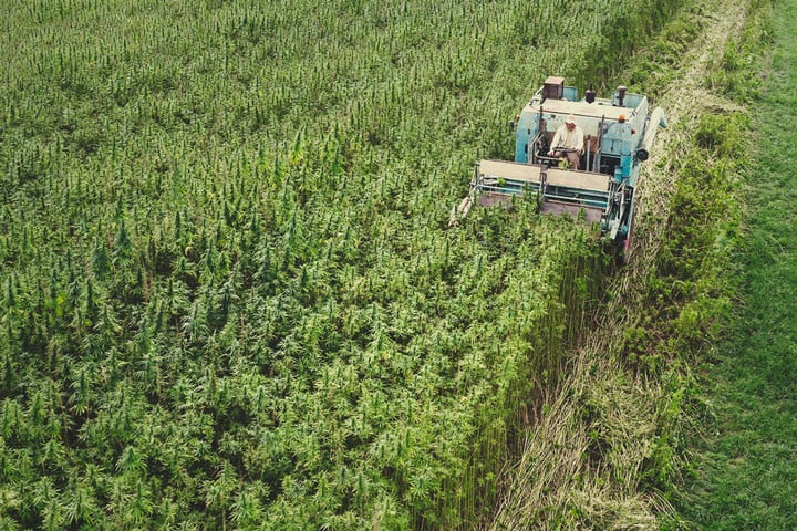 The Past, Present, and Future of Hemp Farming