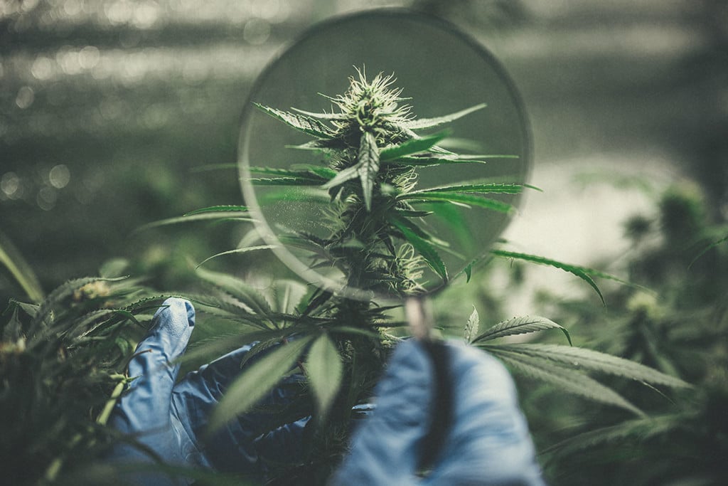 Cannabis Cultivation: Breaking the Stigma Around the Herb
