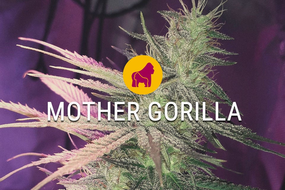 Mother Gorilla Cannabis Seeds Review 