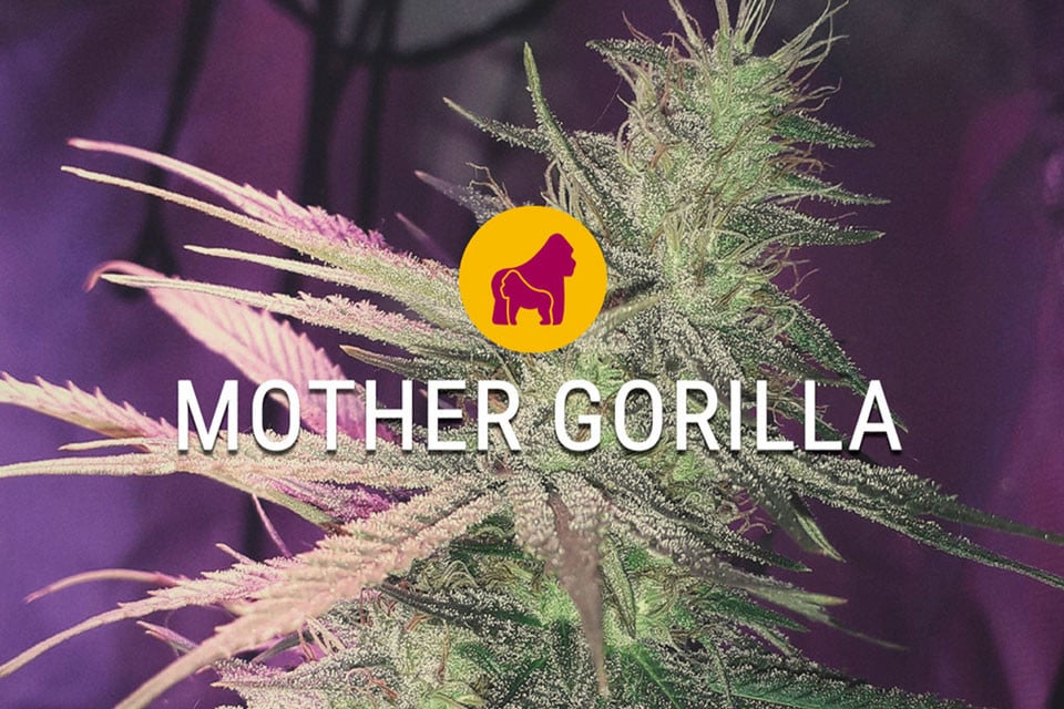 Mother Gorilla Strain Seeds Review 