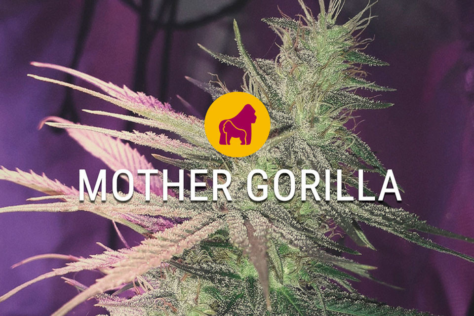 Mother Gorilla Strain Seeds Review 