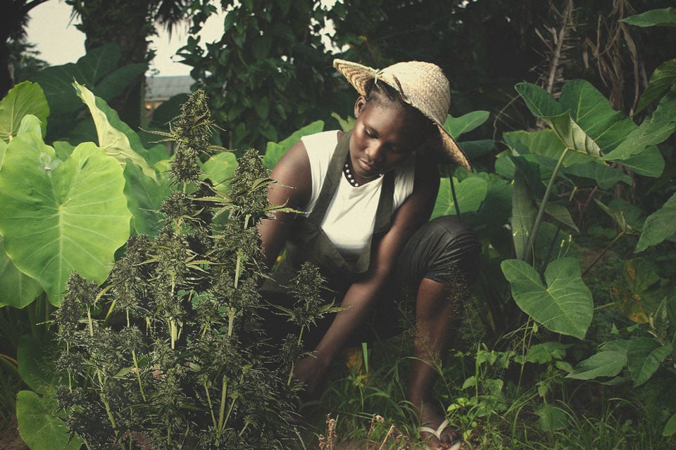 African Weed: The History of Cannabis in Africa