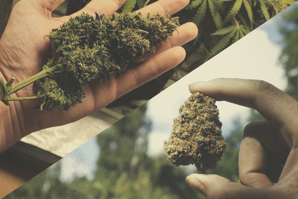 Indoor vs Outdoor Weed: Which Is Better?