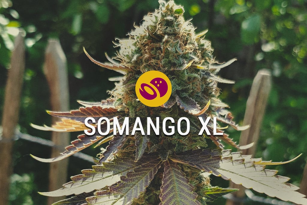 Somango XL: Sweet, Tropical, And Easy To Grow