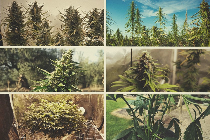 Growing Weed Indoors vs Outdoors: Pros and Cons