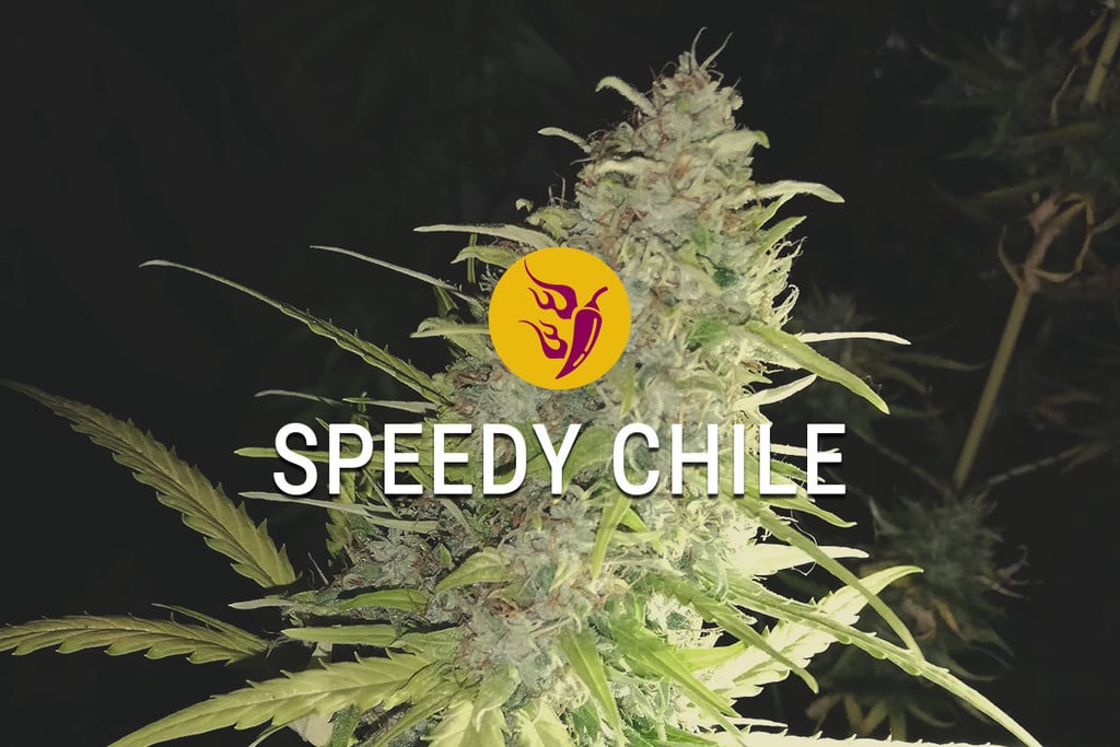 Speedy Chile: Speed, Spice, And Everything Nice