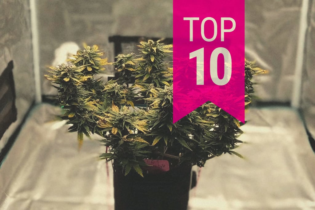 Top 10 Smallest Cannabis Plants