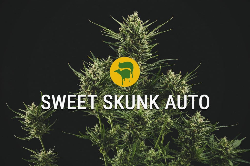 Sweet Skunk Automatic: Sweet, And Super Special