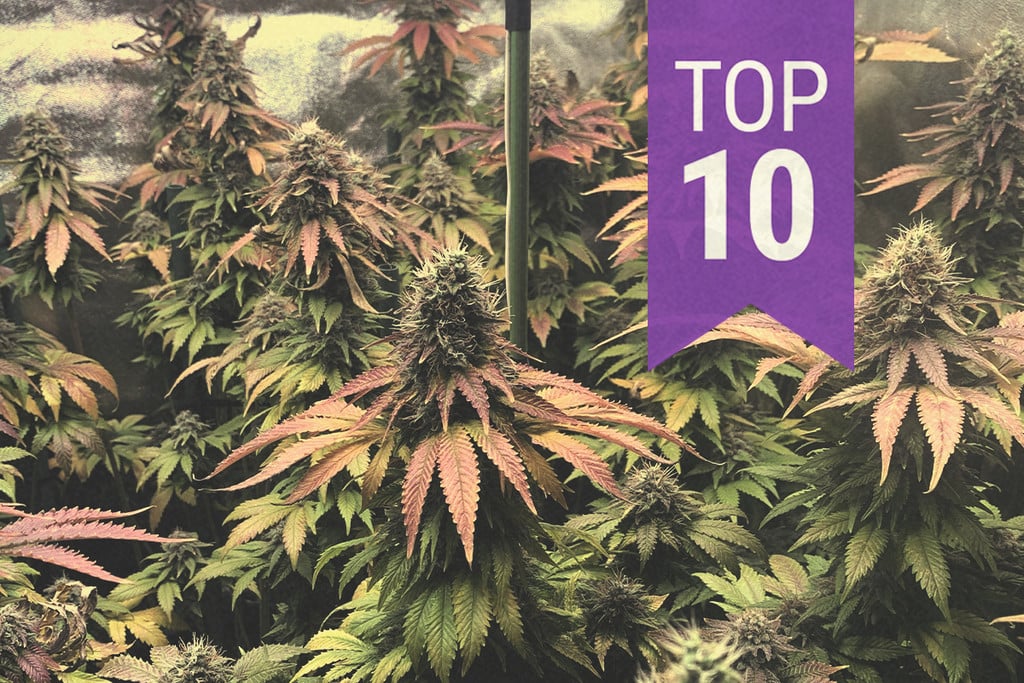 Top 10 Exotic Weed Strains