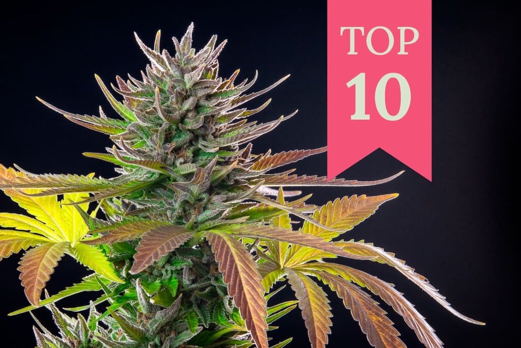 Top 10 Strains 2025