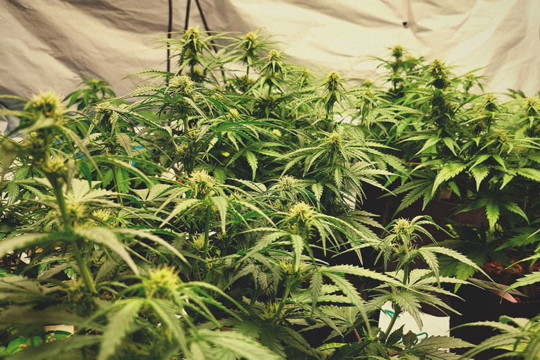 How To Avoid Small Auto Cannabis Plants