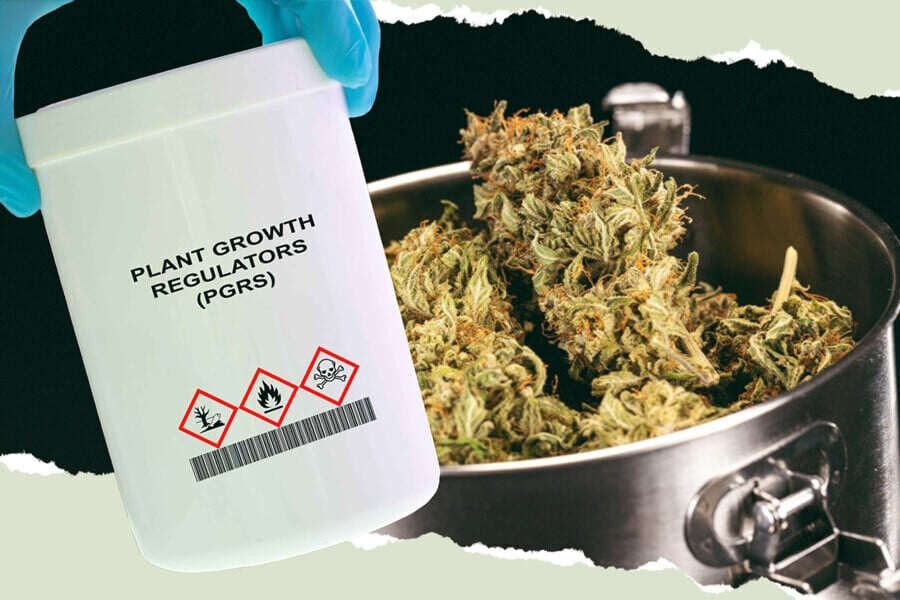 What Are PGRs and How Do They Affect Your Weed?