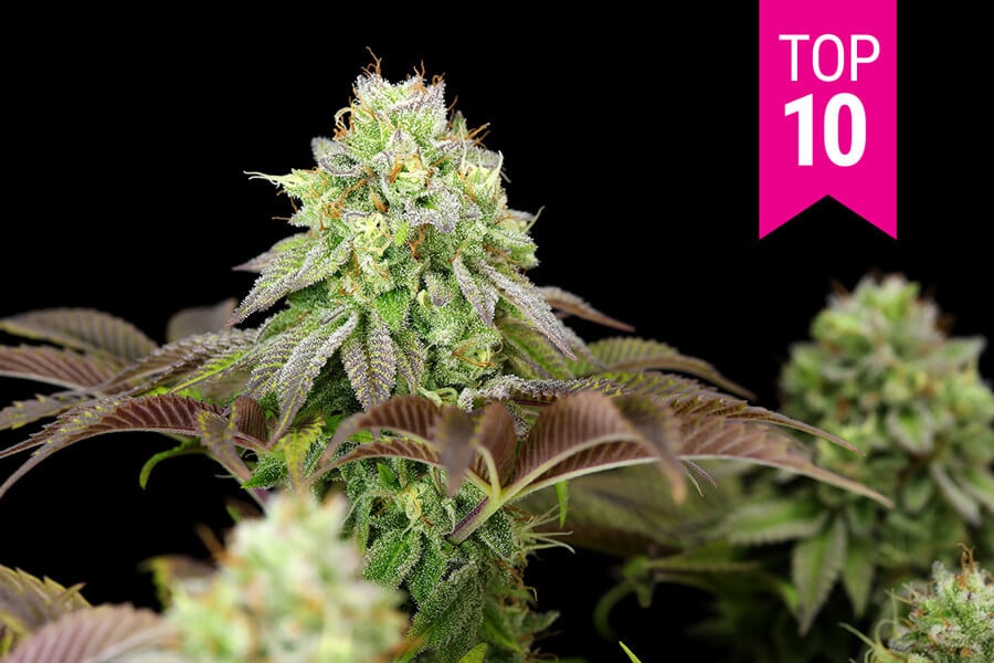 Top 10 Most Popular Feminized Cannabis Strains (2020 Update)