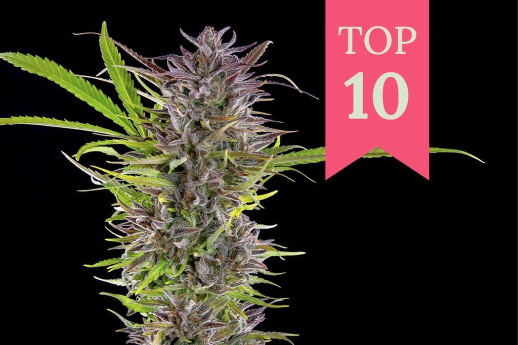 Top 10 High-Yielding Outdoor Feminized Cannabis Strains