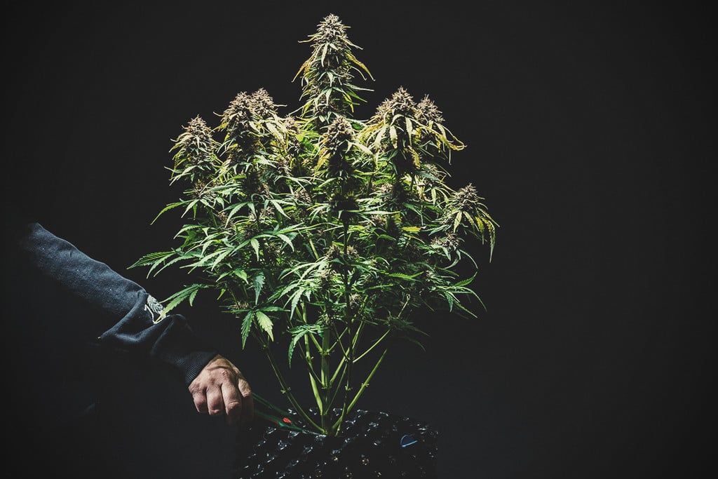 When to Harvest Autoflower Cannabis