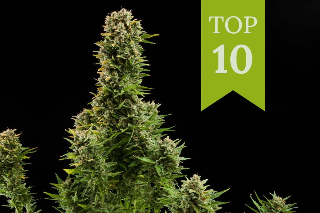 Top 10 Highest-Yielding Outdoor Autoflowering Cannabis Strains