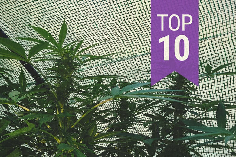 10 Best Strains to Grow in a Greenhouse
