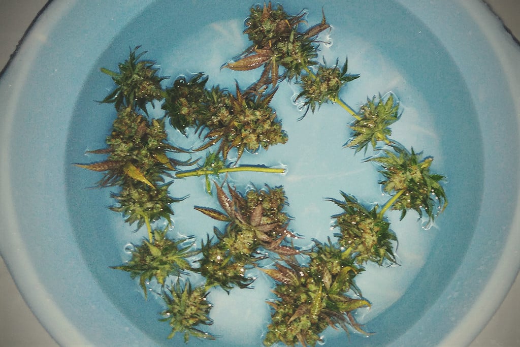 Bud Washing: How to Clean Your Weed
