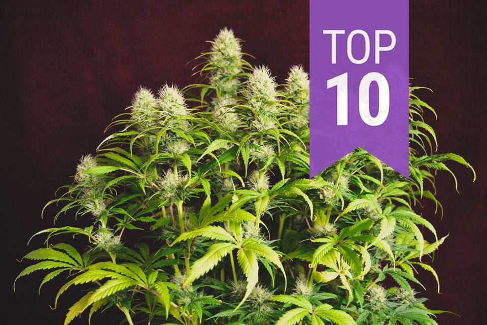 Top 10 Hybrid Strains - Blog