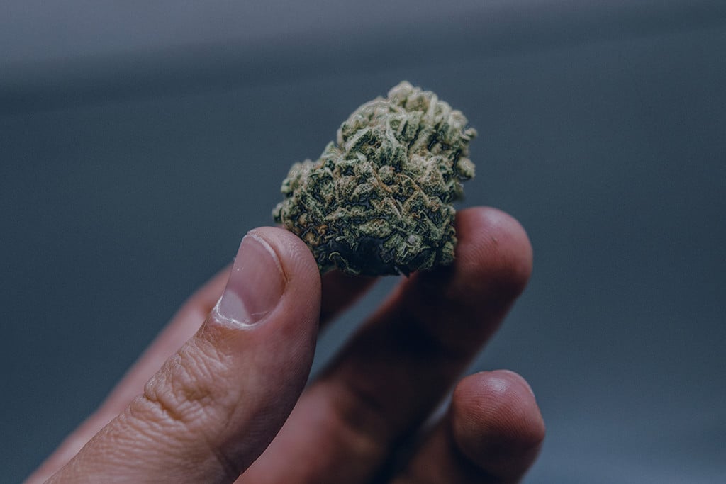 Wet Weed: How to Identify, Prevent, and Solve the Problem