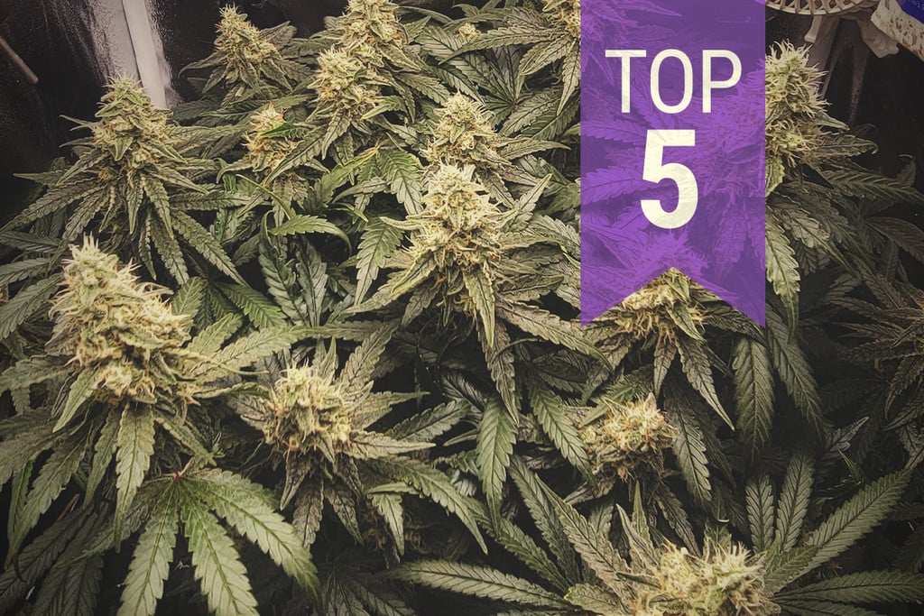 Top 5 Most Challenging Cannabis Strains to Grow