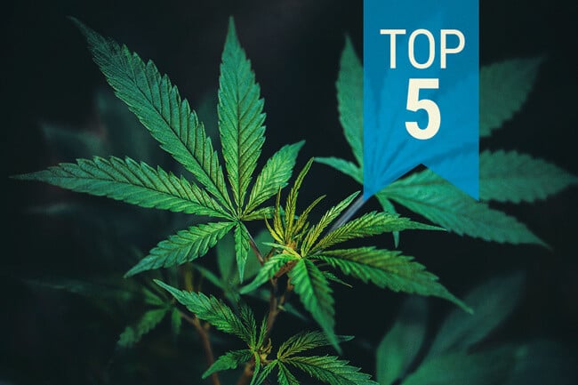 Top 5 Most Popular CBD Strains of 2026