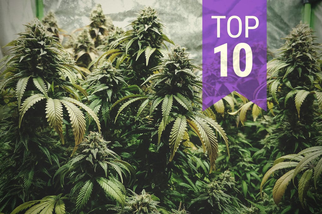 Top 10 Crossbred Cannabis Strains